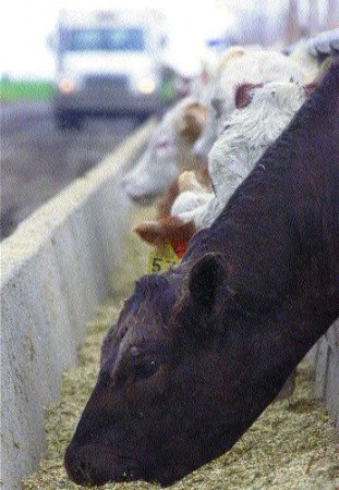 COW CRAZE: Farmers aren't the only victims.Photo by CP