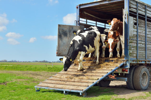 Livestock Transport Regulation