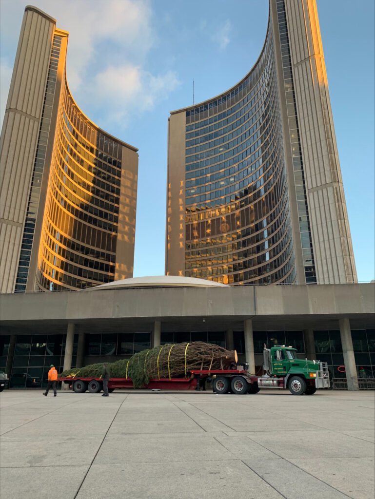 Christmas tree delivered at Nathan Phillips Square, Toronto