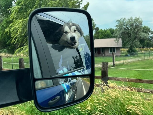 Dog reflected in a truck mirror