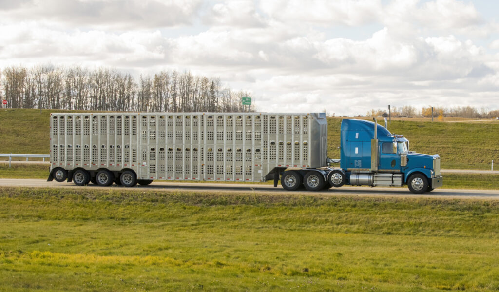 livestock trucks